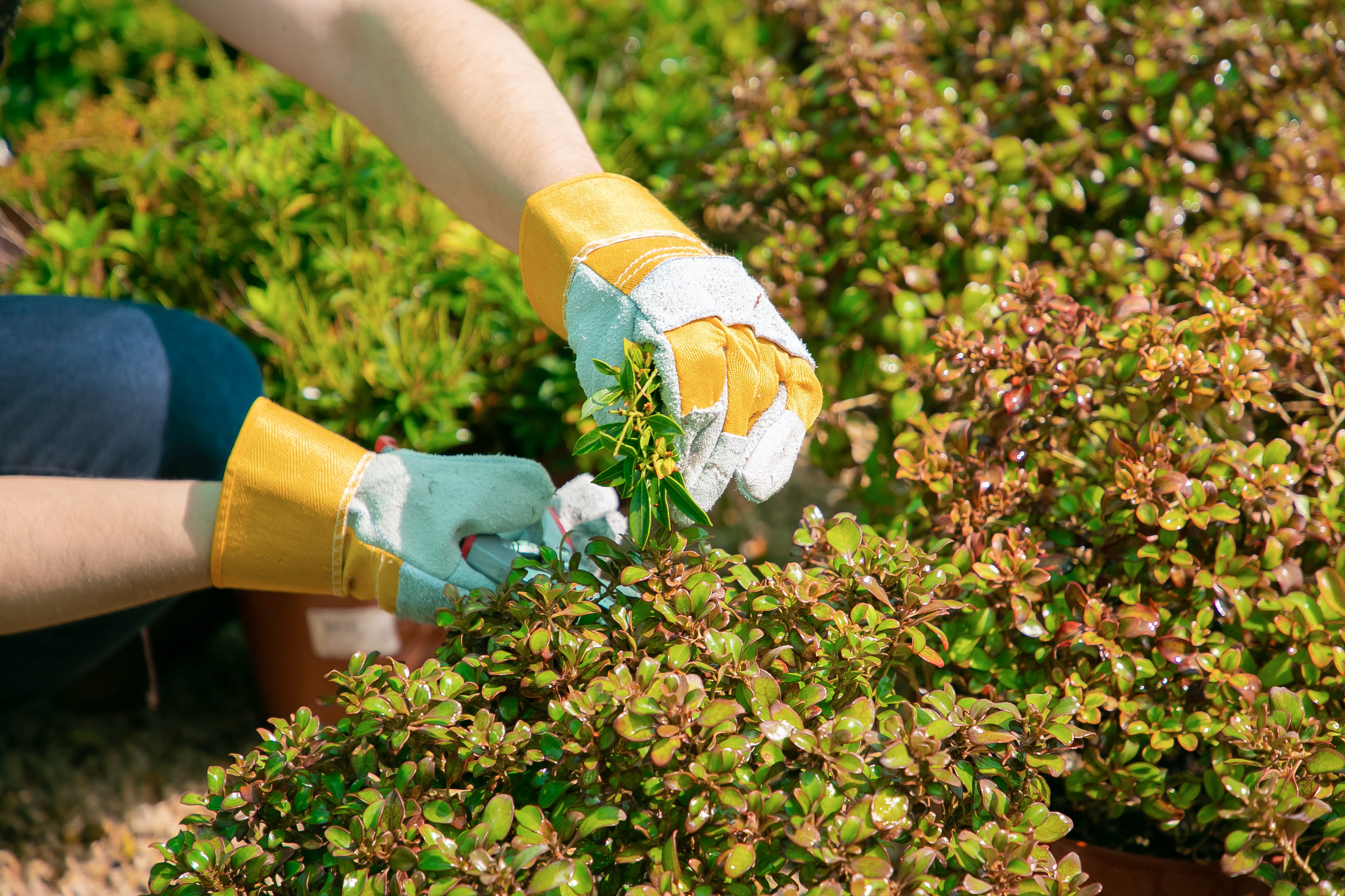 Plant Care
